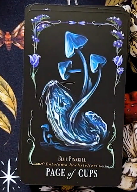 Midnight Magic: A Tarot Deck of Mushrooms